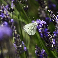Hoe staat de natuur er voor dit jaar?