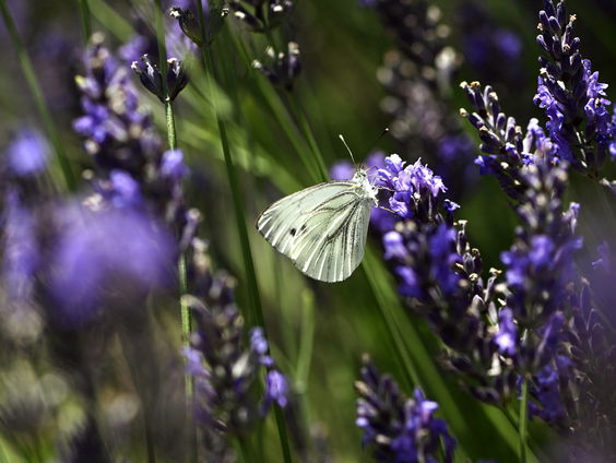 Hoe staat de natuur er voor dit jaar?