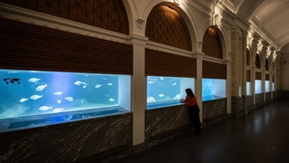 Uniek Artis-aquarium gaat weer open