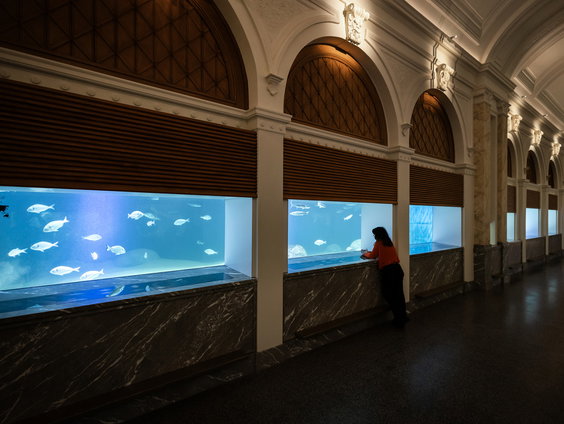 Uniek Artis-aquarium gaat weer open