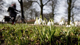 Sneeuwklokjes in december door de warmte, is dat zo erg?