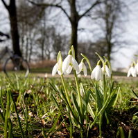 Sneeuwklokjes in december door de warmte, is dat zo erg?