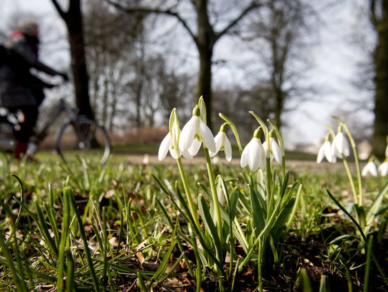 Sneeuwklokjes in december door de warmte, is dat zo erg?