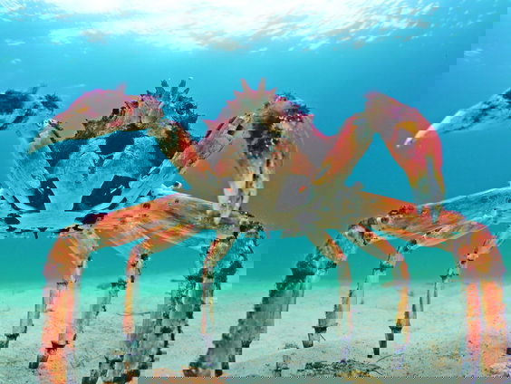 Met robotdieren zit je dicht op oceaandieren dicht op de huid in Spy in the Ocean