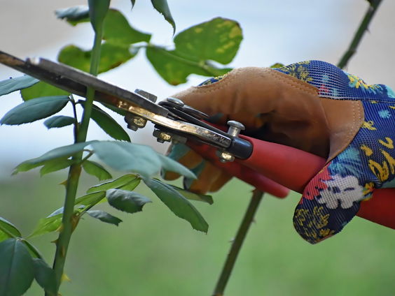 Voorjaar in de tuin: Wat kun je nu al doen?