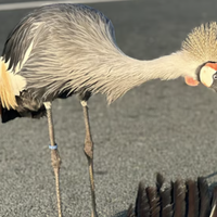 Hoe gaat het met de kraanvogel van de A2?