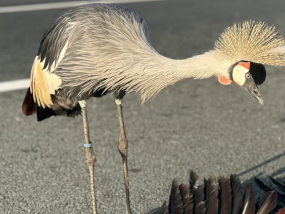 Hoe gaat het met de kraanvogel van de A2?