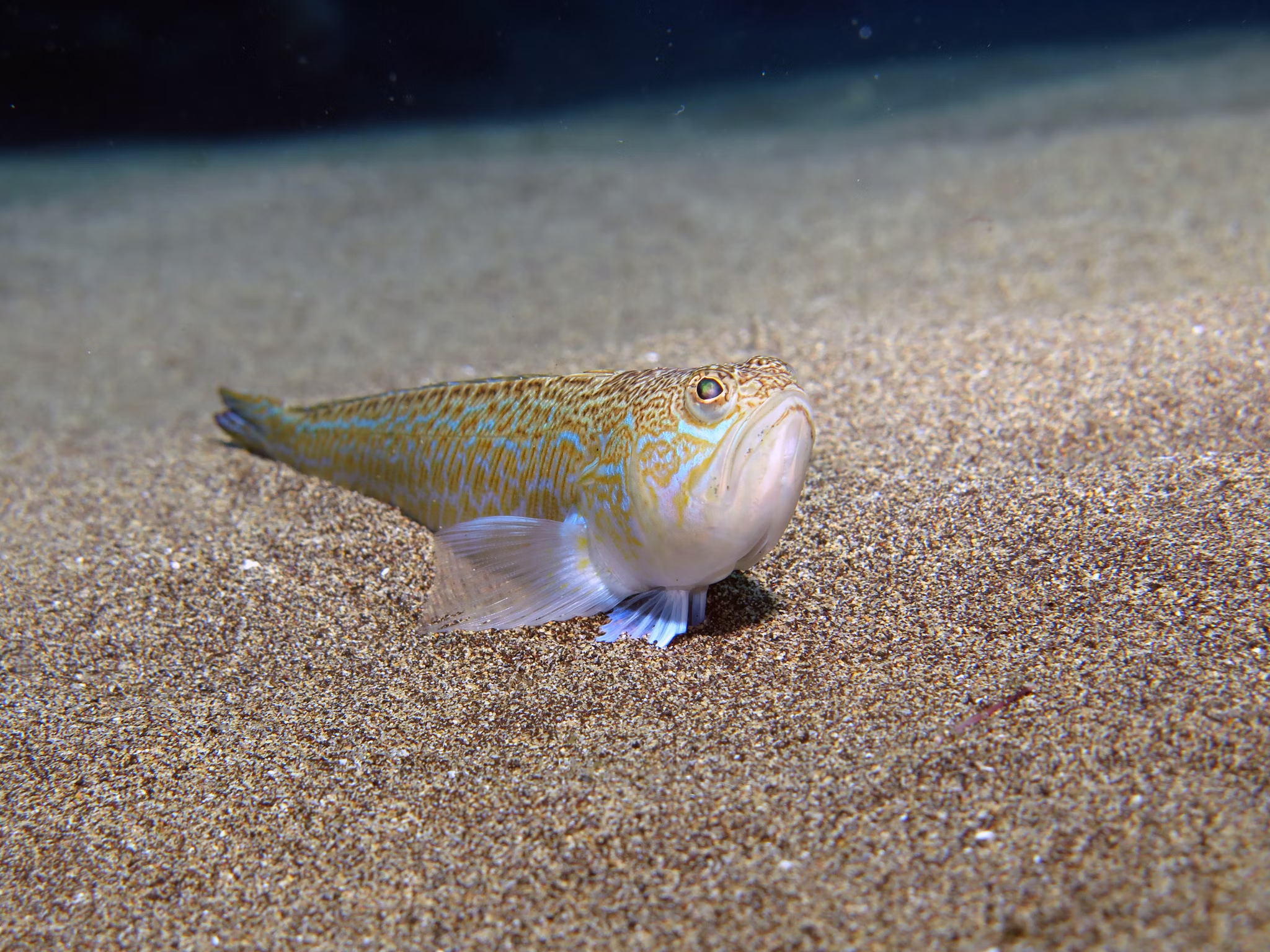 De giftige pieterman