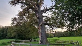 Iconische Dikke Boom van Laren op landgoed Verwolde sterft af