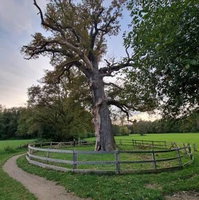 Iconische Dikke Boom van Laren op landgoed Verwolde sterft af