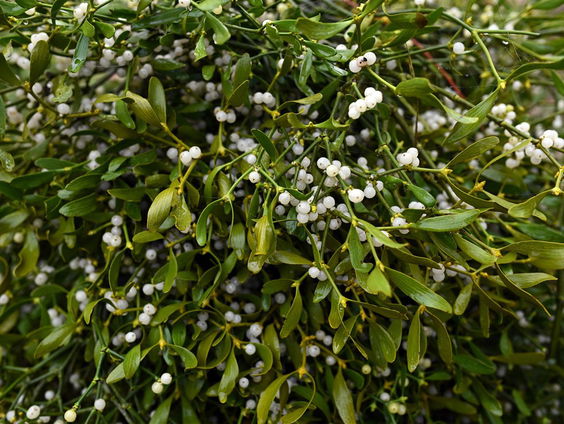 Maretak steeds populairder, kwekerij Moergestel draait overuren