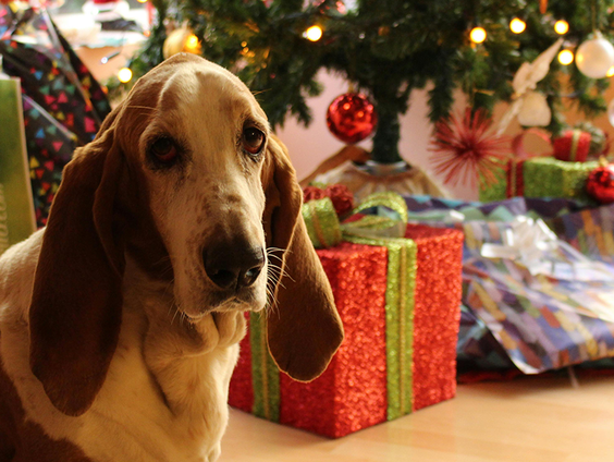 Dierenkok Casper maakt een kerstdiner voor huisdieren