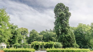 Enschedese gigant is Boom van het Jaar 2025