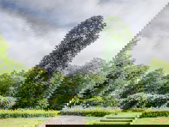 Enschedese gigant is Boom van het Jaar 2025