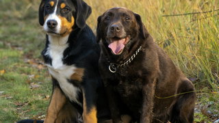 Renée Noor lanceert Kwispel Date: swipen voor een wandelmaatje voor je hond