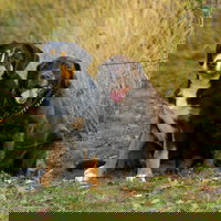 Renée Noor lanceert Kwispel Date: swipen voor een wandelmaatje voor je hond