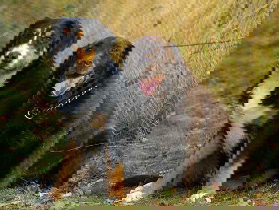 Renée Noor lanceert Kwispel Date: swipen voor een wandelmaatje voor je hond