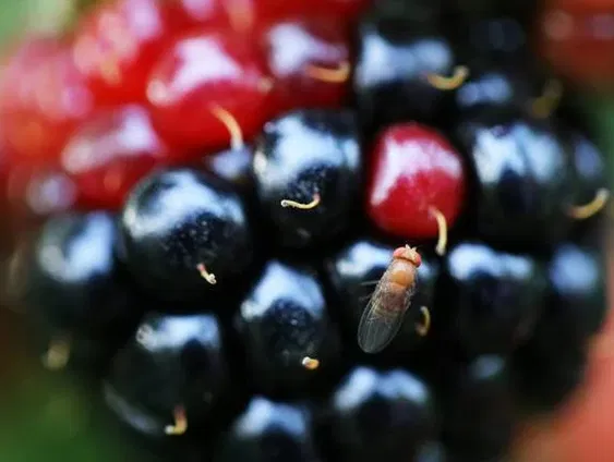 Waar komen fruitvliegjes vandaan en hoe kom je er vanaf?