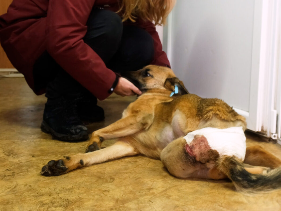 Karen opent het eerste dierenziekenhuis in Oekraïne