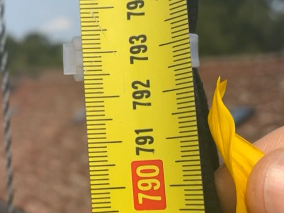 Jeroen haalt het Nederlandse record met zijn zonnebloem