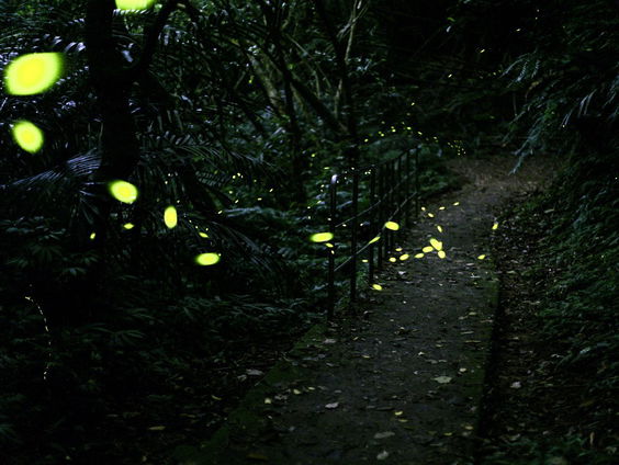Vuurvliegjes weer te zien in Nederland, Wouter van Bernebeek