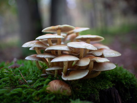 Ga mee op paddenstoelen excursie met Martijn