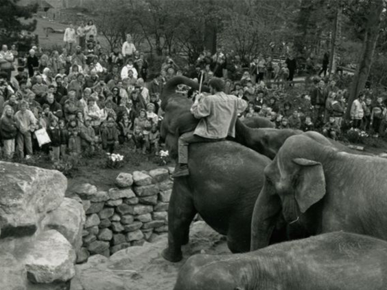 90 jaar dieren in Emmen