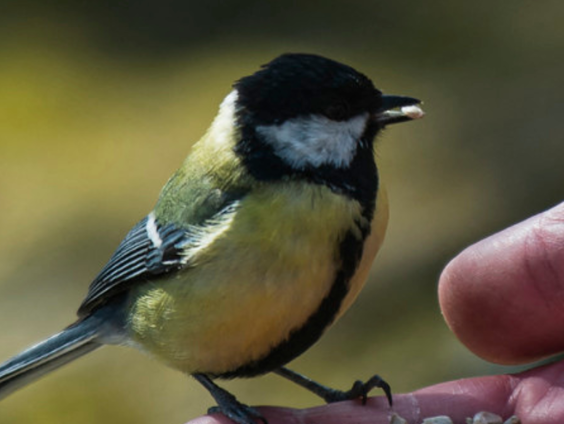 Timo Roeke over de vogels in de Berts achtertuin
