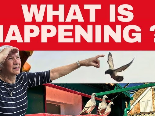 Jannie verovert YouTube met haar duivenvideo's