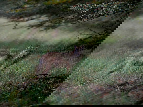 Verhalenvertellers werkloos door de wolf?