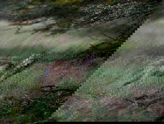 Bijtgrage wolf Bram komt te dichtbij: afschot toegestaan