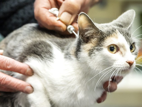 De dierenarts komt naar je toe in Groningen