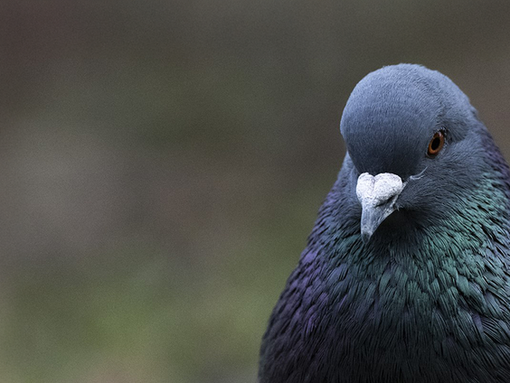 Kostbare duiven van Tinus uit Gasselternijveen gestolen