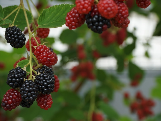 Het is weer bramenseizoen!