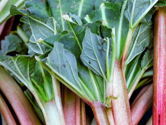 Tijd voor ouderwetse rabarber