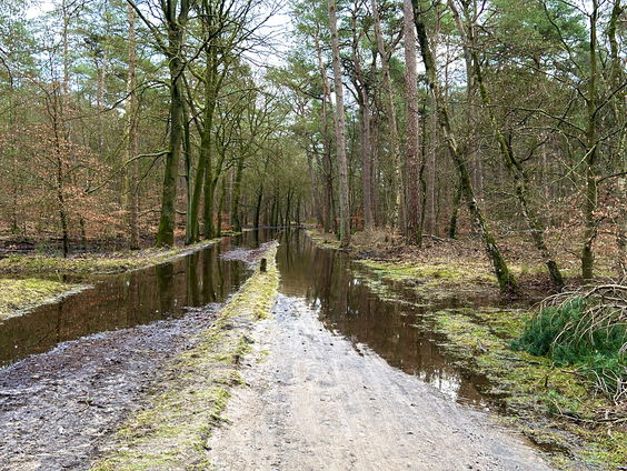 Kan het ook te veel regenen voor de natuur?