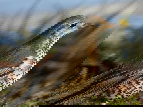 Vogelaar Fred over het broedseizoen: "Koekelekees"!