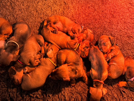 Teckel Truus uit Tilburg vestigt wereldrecord met twaalf pups!