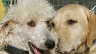 Schoolhond Djara is vast onderdeel van het team in Bloemendaal