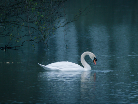 Kettingreactie 25 november 2021