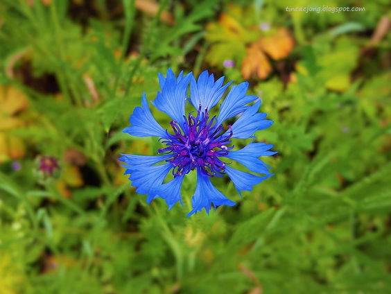Gedicht; met niets beginnen, van H.C. ten Berge