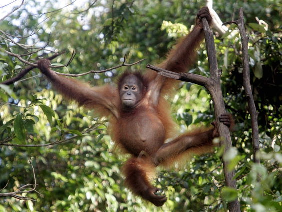 WNF presenteert Living Planet Report 2020