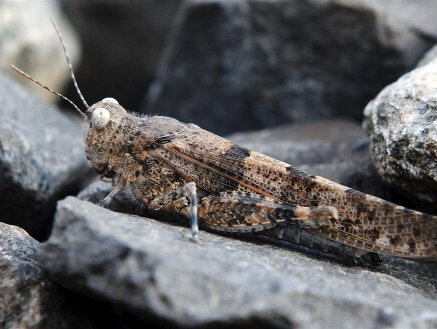 Sprinkhanenplaag teistert Afrika
