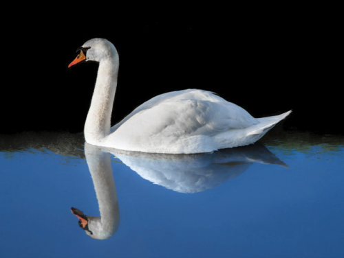 Kettingreactie 24 november 2021