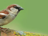 19:05 Gedicht: Het wapen van de mus, van J. Bernlef