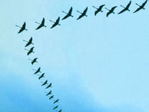 19:05 Poëzie: Soort, van Ruth Lasters