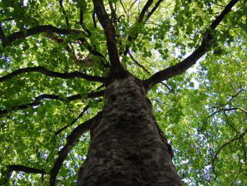 19:05 Gedicht: Boombeschrijving, van Hans Andreus