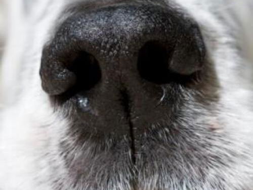 Lekkere Track: Frederic Chopin - Kleine Hondjeswals & George Gershwin - Walking the Dog