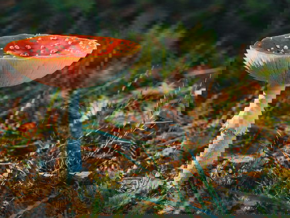 Lekkere Track: De gelukspaddenstoelendans