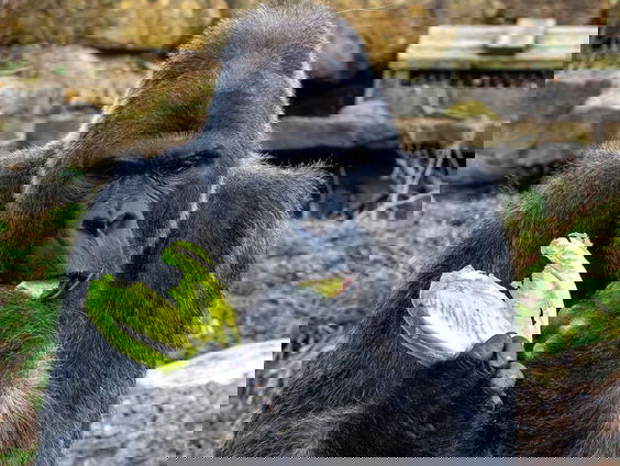 Gorilla's zingen bij de lunch